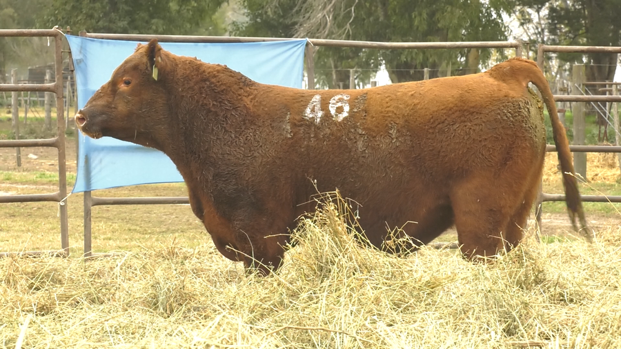 Lote TOROS ANGUS COLORADOS  PC