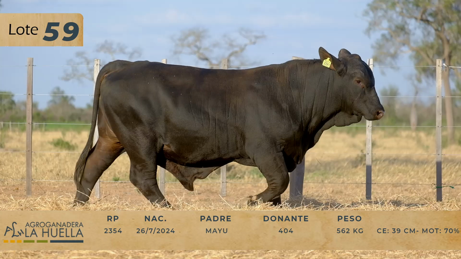 Lote LOTE 59
