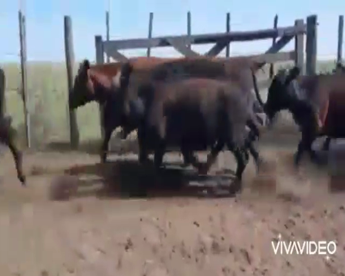 Lote 95 Terneras en Coronel Pringles, Buenos Aires