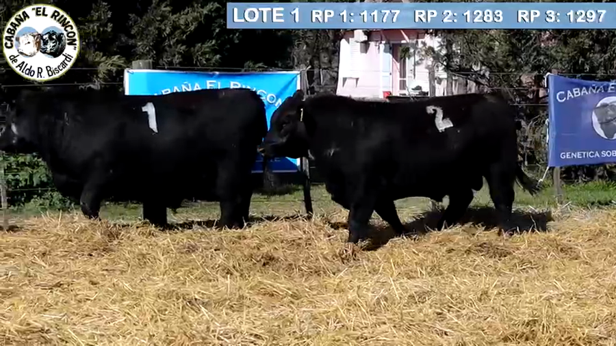 Lote TOROS PUROS CONTROLADOS NEGROS CABAÑA "EL RINCON"