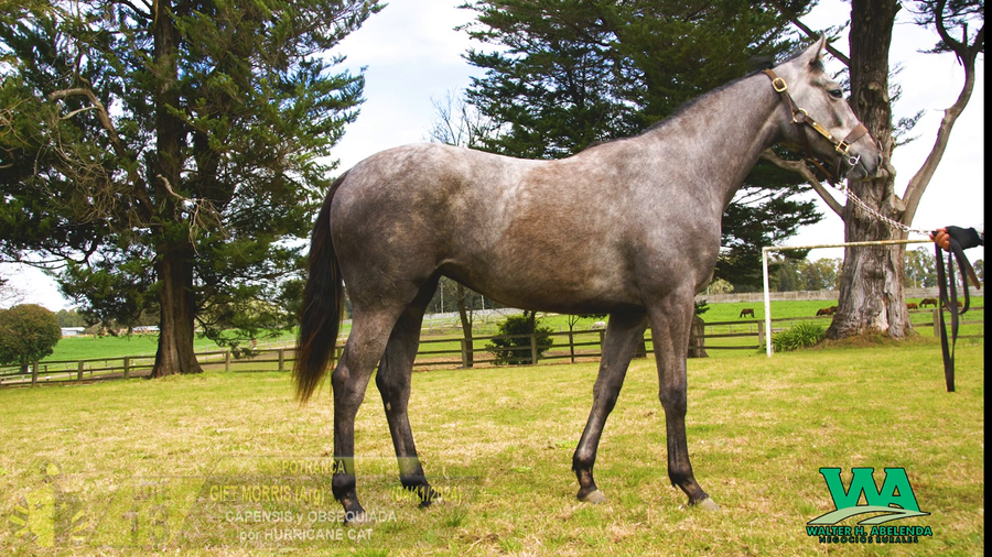 Lote GIFT MORRIS (Arg)