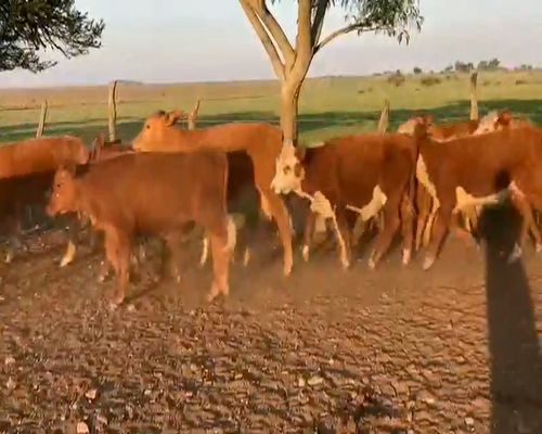 Lote 132 Terneros/as en Mercedes, Corrientes