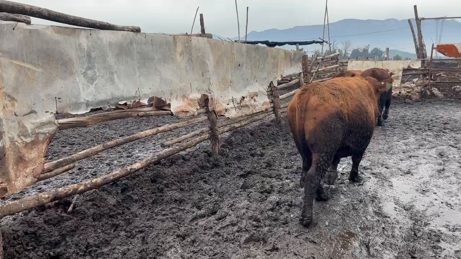 Lote 20 Novillo Gordo en Mostazal, VI Región O'Higgins