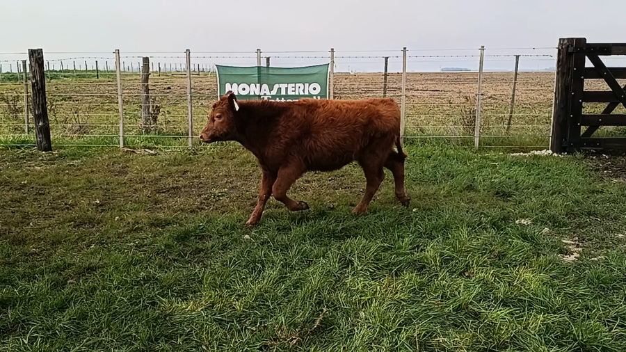 Lote 110 Terneros/as en Buenos Aires, San Cayetano