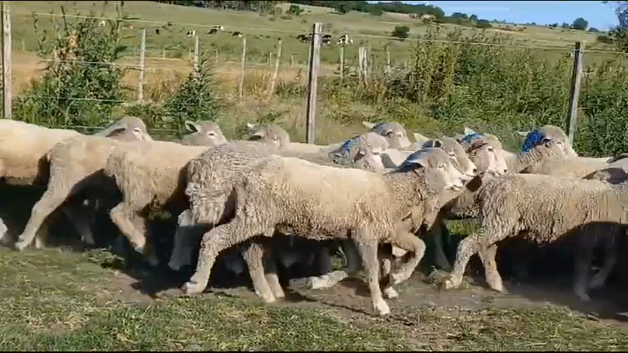 Lote (Vendido)25 Borregas a remate en #39 Pantalla Carmelo 50kg -  en EL PROGRESO