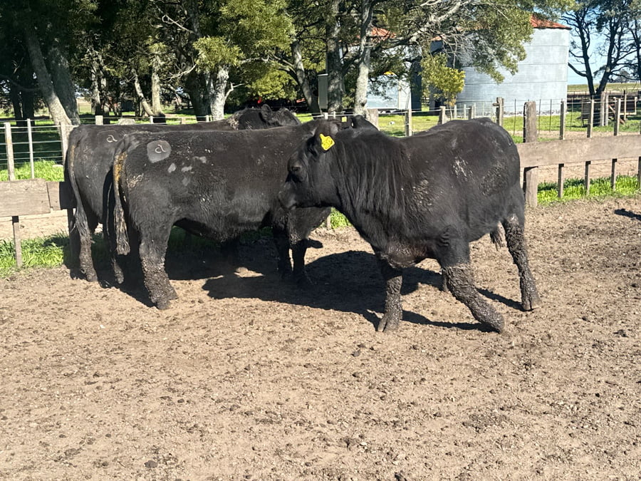 Lote TOROS PUROSCONTROLADOS SANTA MARTA