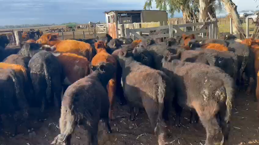 Lote 65 Terneros en Gral. Villegas, Buenos Aires