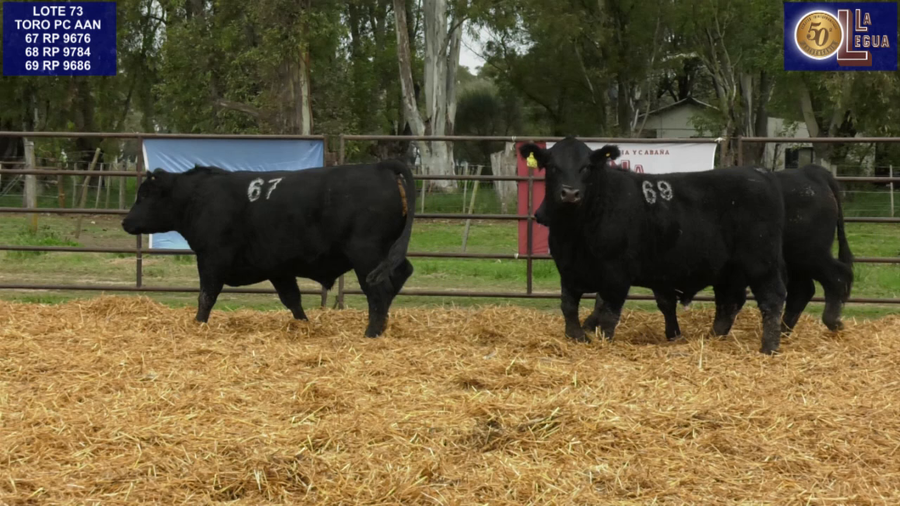 Lote TOROS ANGUS NEGROS PC