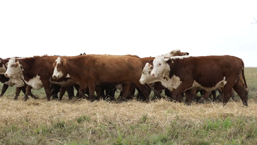 Lote Vaquillas señal 3 preñadas de otoño REMATE AGOSTO 2026
