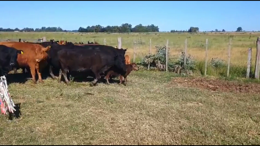 Lote 50 AL CTE USADAS