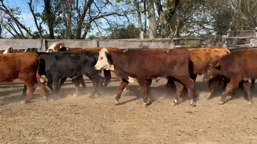 Lote 60 Terneros