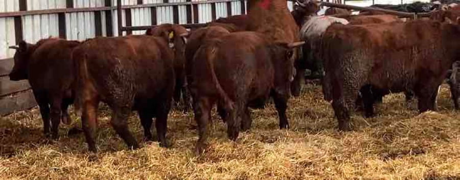 Lote 22 Novillo Gordo en XIV Región Los Ríos, Río Bueno