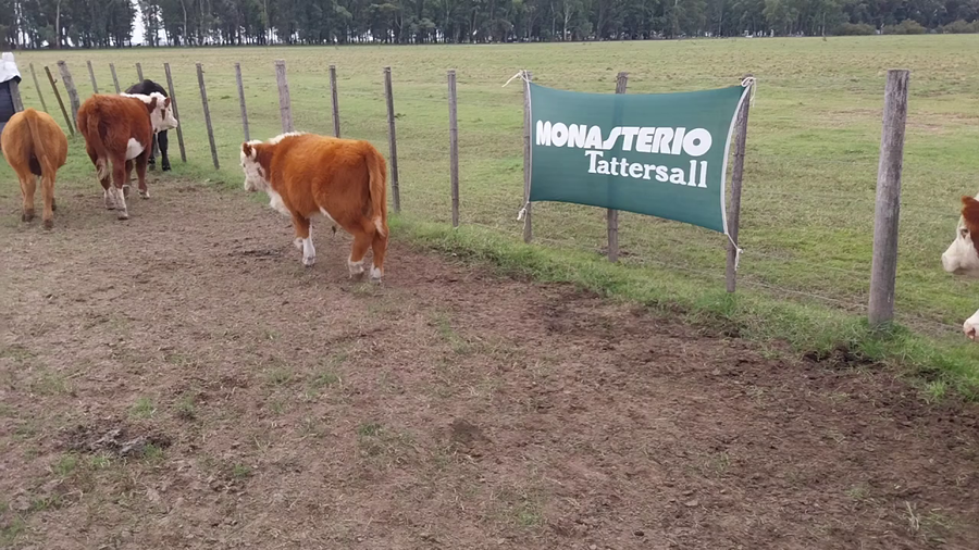 Lote 53 Terneros/as en DAIREAUX