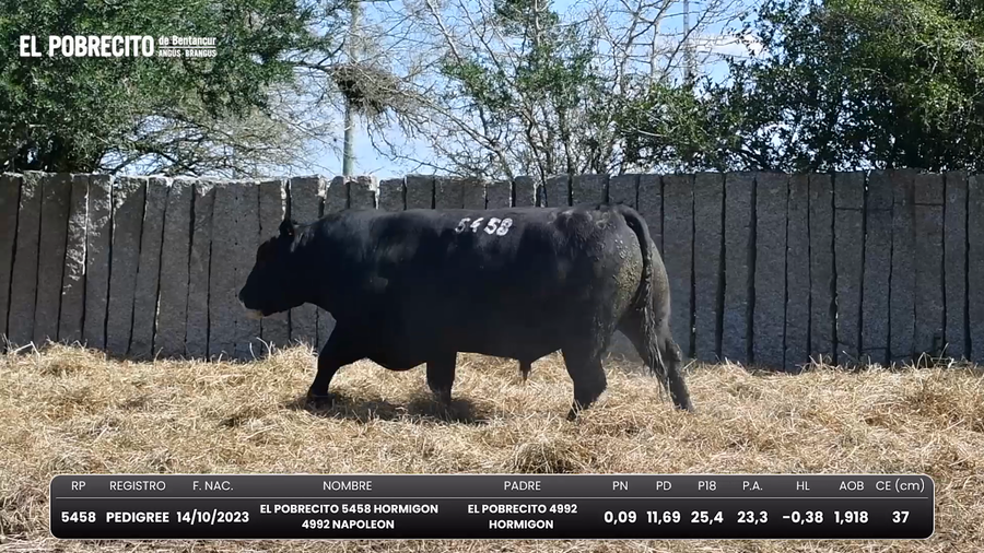 Lote Toros Angus