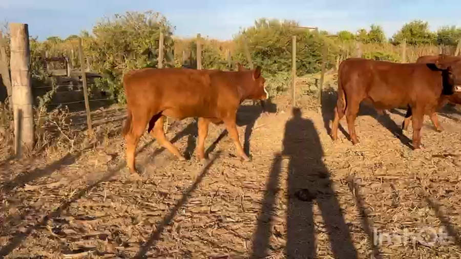 Lote 15 Terneros