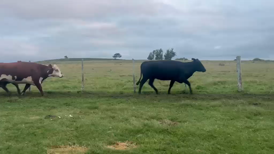 Lote VACAS PREÑADAS