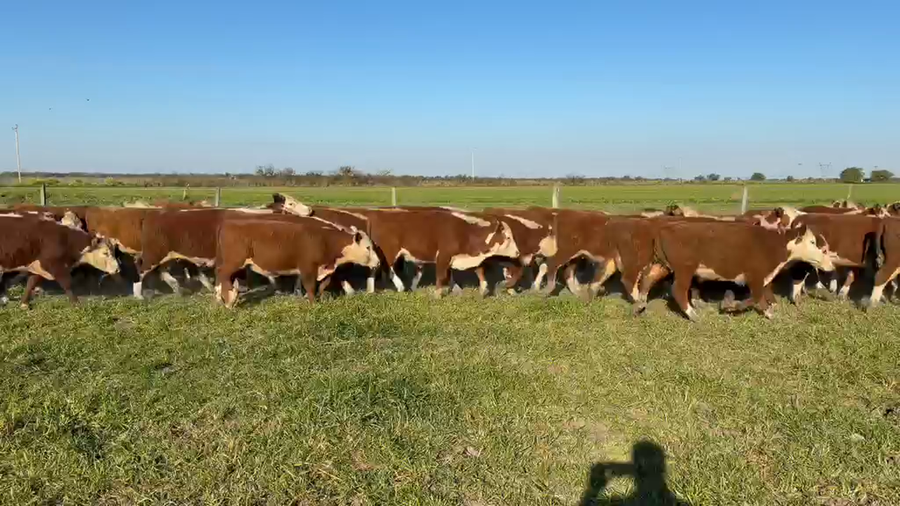 Lote 70 Terneros