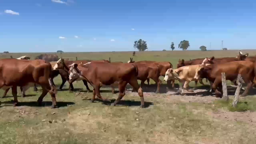 Lote 52 Novillos y Novillitos en Corrientes, Mercedes