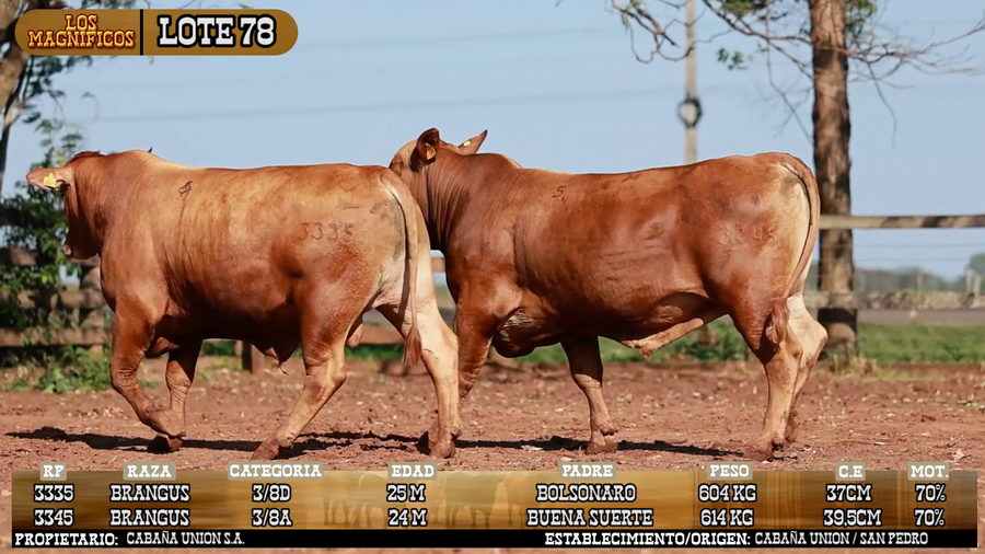 Lote LOTE 78 - PANTALLA