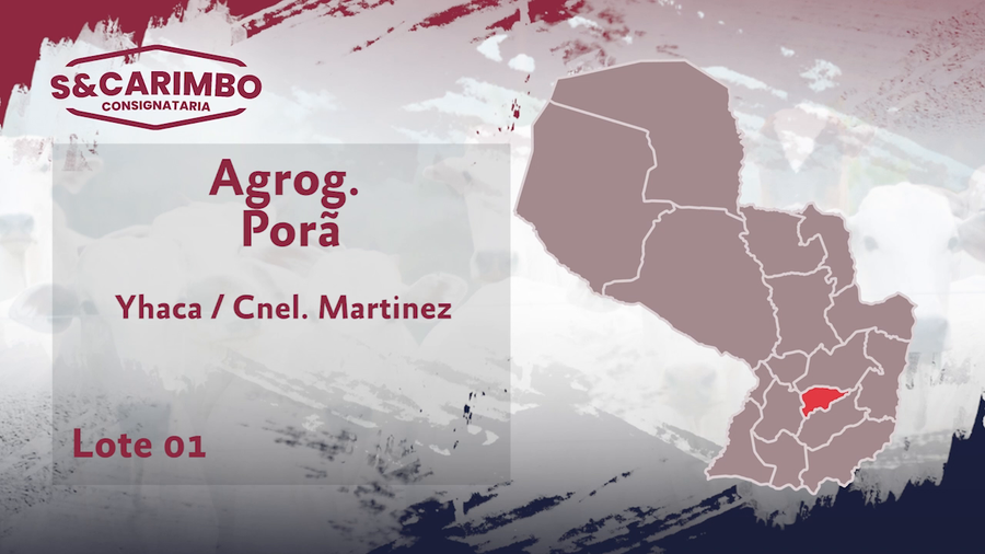 Lote 76 Vaquillas CBO 2