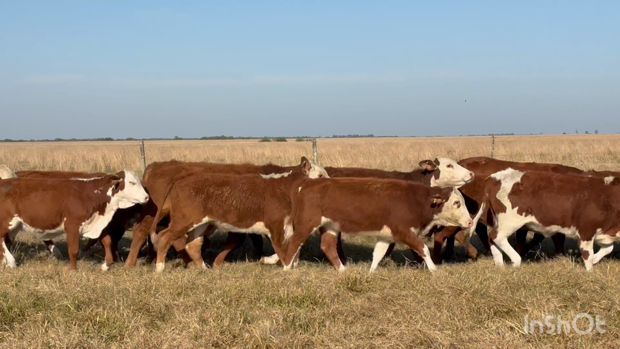 Lote 100 Terneras y vaquillas en Corrientes, Chavarría