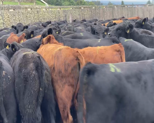 Lote 60 Ternero en Futrono, XIV Región Los Ríos