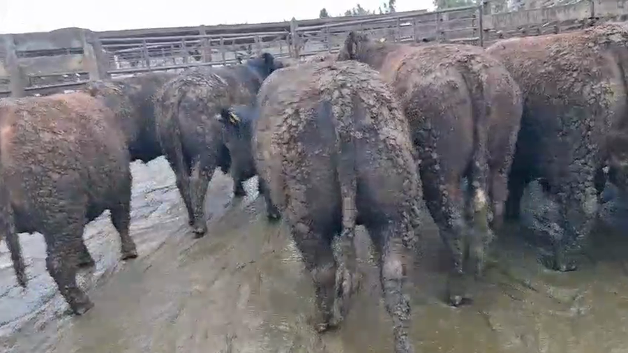 Lote 20 Novillo Gordo en Los Ángeles, VIII Región Biobío