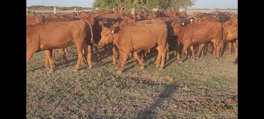 Lote 97 Terneras en Entre Ríos, Villaguay