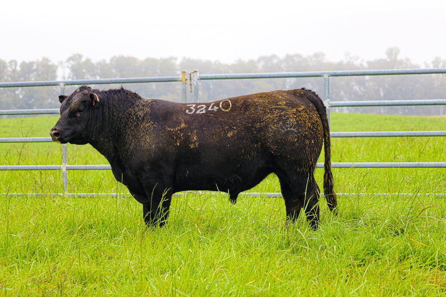 Lote ABERDEEN ANGUS SA - Angus NEGROS