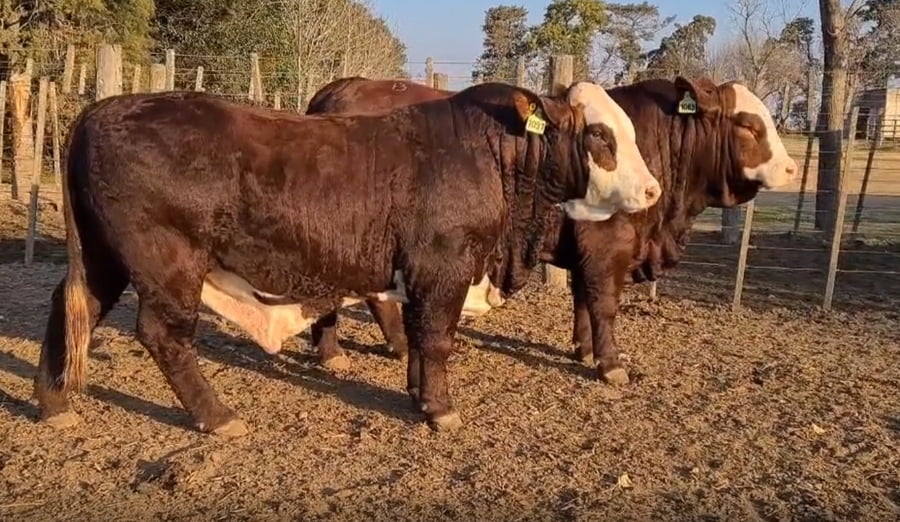 Lote CABAÑA LA ESPERANZA