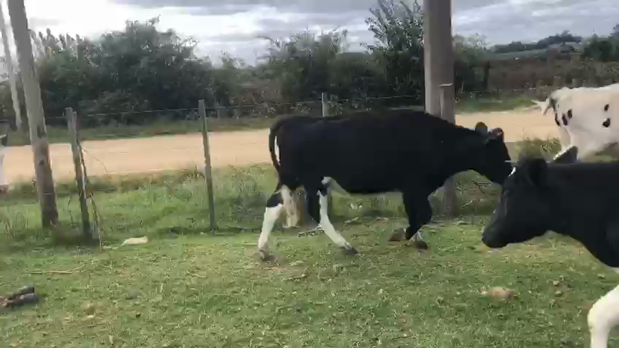 Lote 13 Vaquillonas  Holando a remate en Pantalla Camy, San José