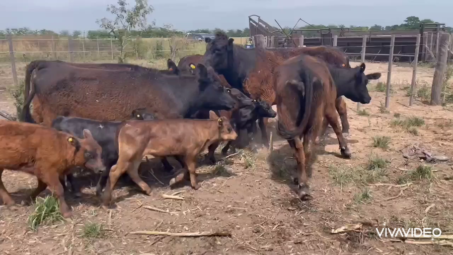 Lote 6 Vacas nuevas C/ cria en Cañuelas, Buenos Aires