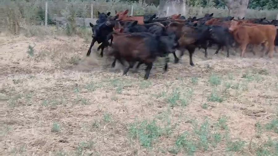 Lote 64 Terneros/as EN URDAMPILLETA