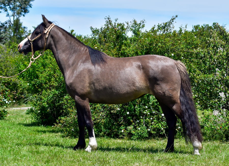 Lote Tobogán Percanta