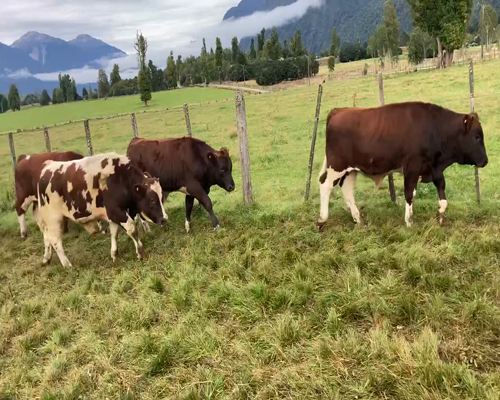 Lote 54 Ternero en Cisnes, XI Región Aysén