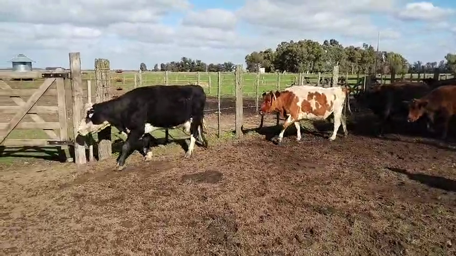 Lote 17 Vacas CUT preñadas en Buenos Aires, Tres Arroyos
