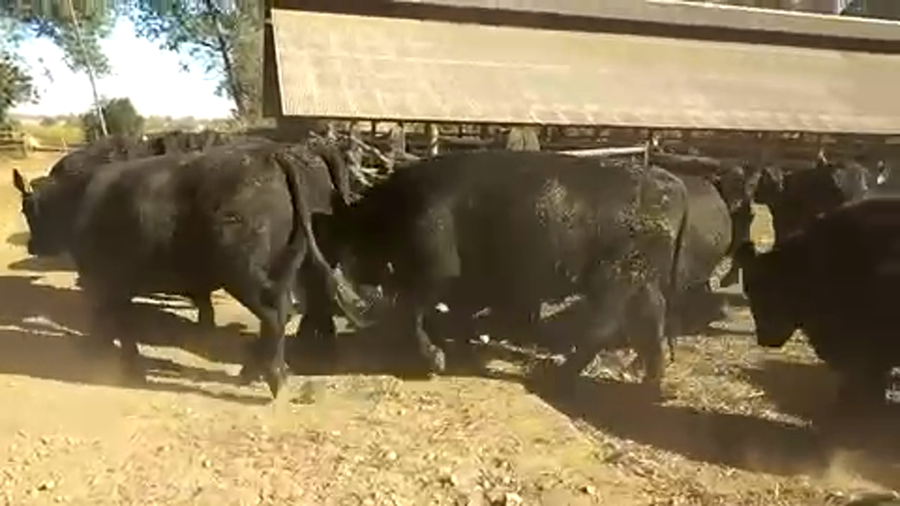 Lote 40 Novillo Gordo en Chillán, XVI Región Ñuble