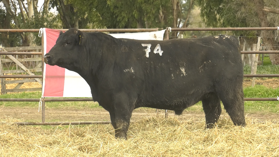 Lote TOROS ANGUS NEGROS  PC