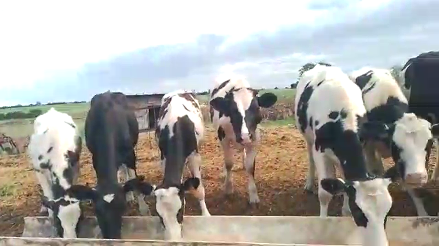 Lote 18 Terneros Holando a remate en Pantalla Camy en Carro San Jose