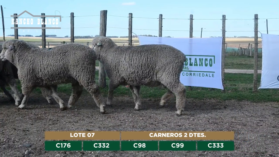 Lote CARNEROS 2 DTES.