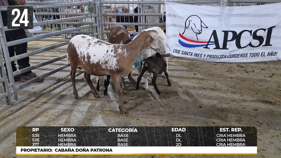 Lote LOTE 24