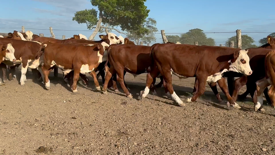 Lote 70 Terneros en Corrientes, Mercedes