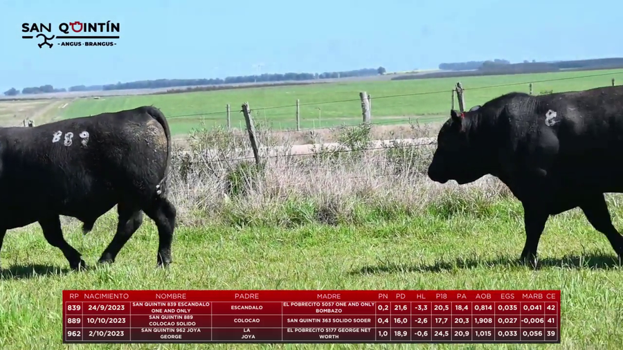 Lote LOTE 8 - ABERDEEN ANGUS PI