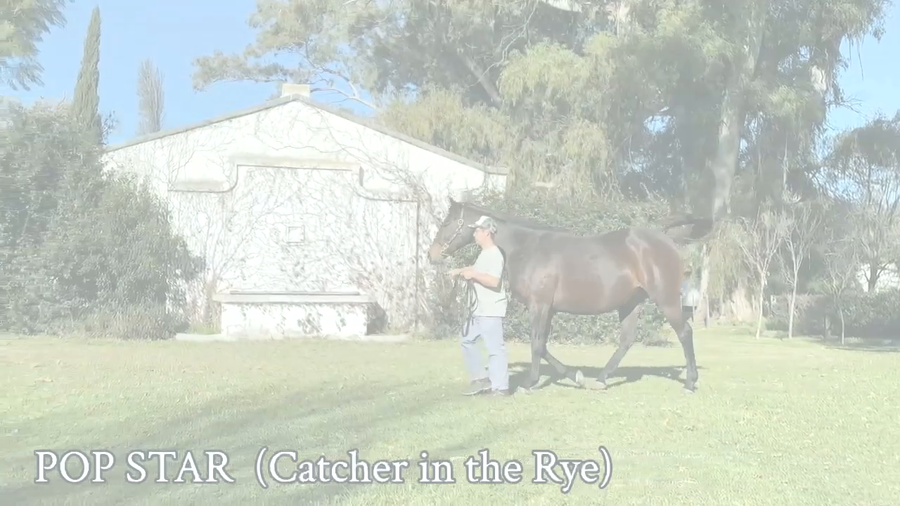 Lote POP STAR (CATCHER IN THE RYE -  POSTERGADA) Preñez por TREASURE BEACH