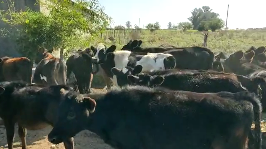 Lote 36 Terneras kiwi yesey y holando