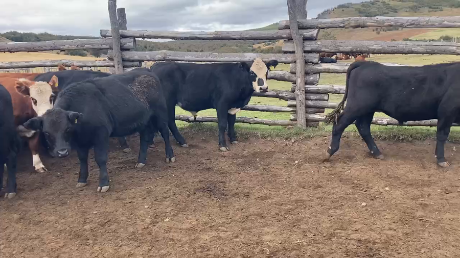 Lote 21 Novillo Engorda en Coyhaique, XI Región Aysén