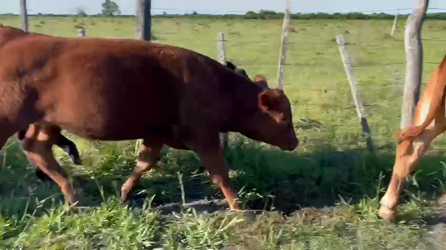 Lote 14 Terneros/as en Entre Ríos, Federal