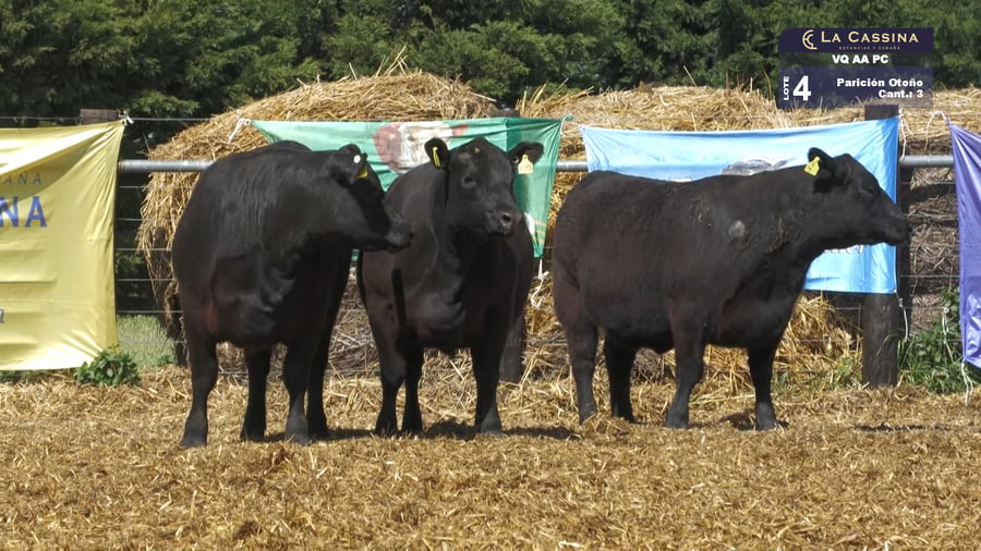 Lote VAQUILLONAS A. ANGUS PC PREÑADAS NEGRAS PARICION OTOÑO