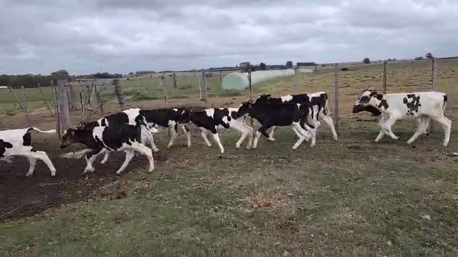 Lote 15 Terneros a remate en Pantalla Camy, San José