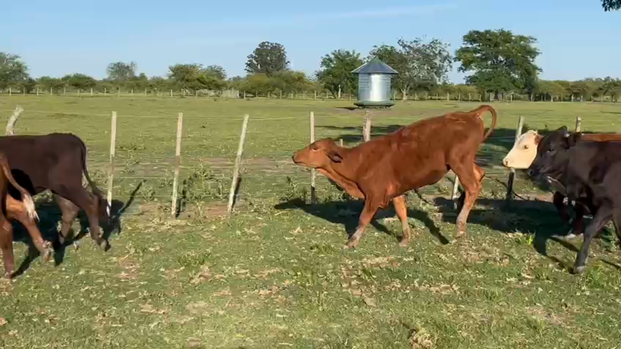 Lote 38 Terneros/as